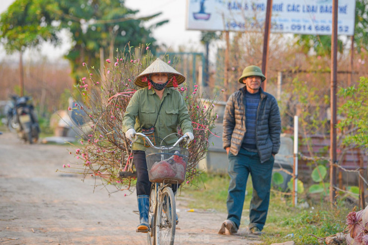 Người dân Nhật Tân chở đào cành ra chợ bán.