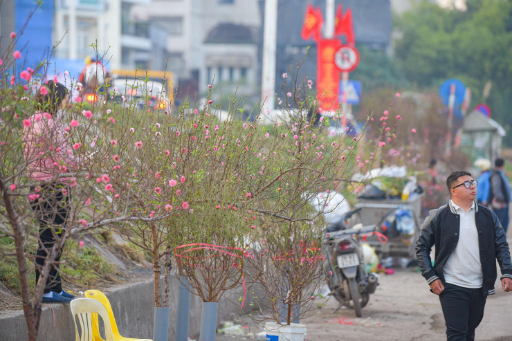 Hàng trăm cây, cành đào bắt đầu xuống phố, được các thương lái bày bán dọc vỉa hè ngoài chợ Quảng Bá (phường Quảng An, quận Tây Hồ). Hầu hết đào được bán là giống đào phai nở sớm, những cành cây này phục vụ để đón Noel và Tết Dương lịch đang cận kề.