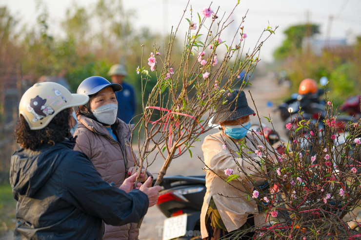 Nhiều người vào tận vườn để hỏi mua.