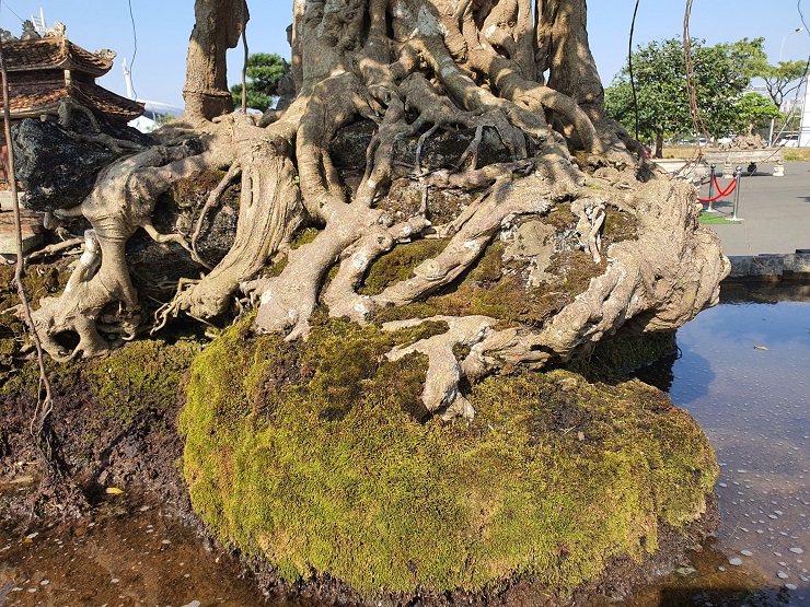 “Tôi là người đầu tiên làm dáng làng trong làng cây và đặt tên tác phẩm này là Hồn Việt.
