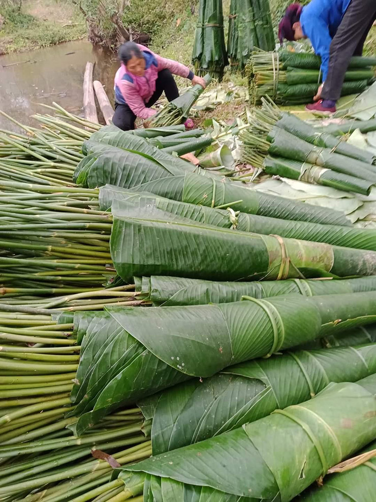 Có thể thu hái lá dong quanh năm nhưng người dân thường thu hái vào thời điểm gần tết (khoảng tháng 11 – 12 âm lịch) nhằm phục vụ nhu cầu gói bánh chưng và bánh tét vào dịp Tết Nguyên đán
