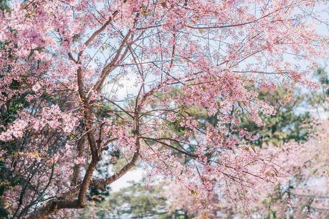 Những cành hoa mai anh đào “nhuộm” hồng một góc trời. (Ảnh: Bùi Huy Tưởng)