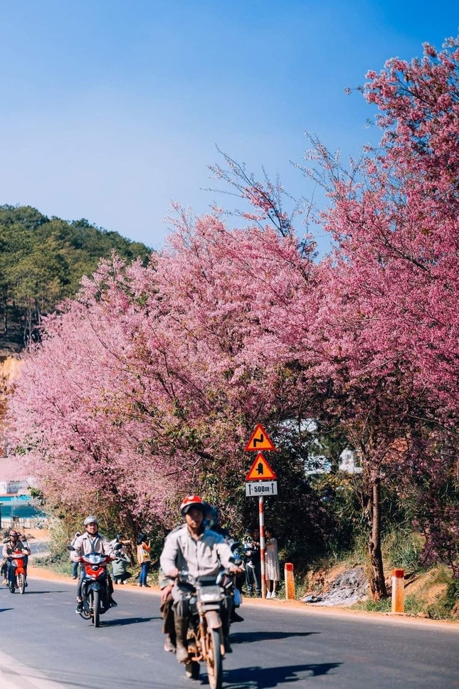 Những gốc mai anh đào điểm tô phố phường. (Ảnh: Bùi Huy Tưởng)