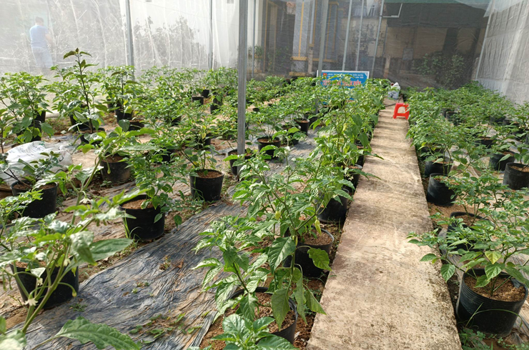 Trồng loại cây quen thuộc chỉ bán giống, 9X Lâm Đồng có ngày thu về 30 triệu đồng - 2