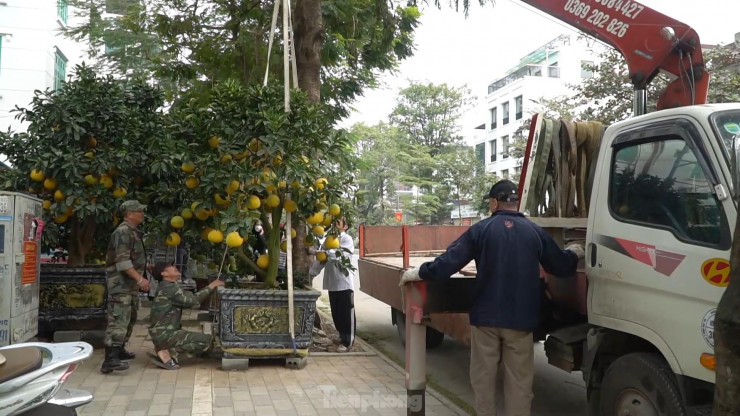 Để có được một lứa bưởi cảnh đẹp, ông Thắng phải mất 3, 4 năm chăm sóc với nhiều công đoạn khác nhau.