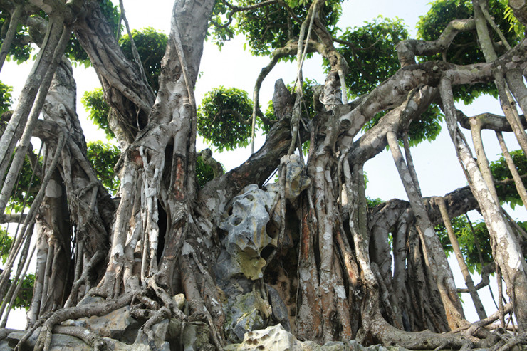 Thân cây toạ trên đá.