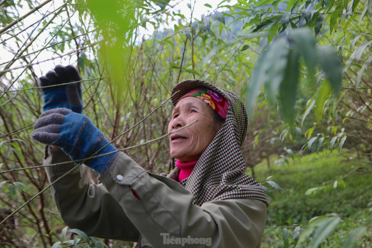 Những ngày qua bà Nguyễn Thị Thanh (70 tuổi, trú xã Thạch Ngọc, huyện Thạch Hà) cũng được chủ vườn thuê đến để tuốt lá đào. Cứ khoảng 3 năm nay, hầu như những ngày cuối năm bà Thanh lại có thêm thu nhập từ nghề tuốt lá đào. Bà Thanh cho biết buổi sáng bà làm việc từ 7h đến 11h, chiều 14h làm đến khi trời tối mới nghỉ. Mỗi ngày bà sẽ nhận được 200 ngàn tiền công.