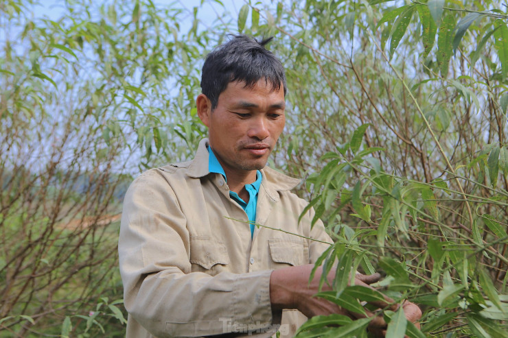 Ông Trần Văn Trọng (xã Lưu Vĩnh Sơn) cho hay, năm nay có 500 gốc đào bán ra thị trường. Ông Trọng làm nghề trồng đào được khoảng 10 năm, nhưng khoảng 4 nay mới trồng mở rộng diện tích khi thị trường tiêu thụ tăng cao trong dịp Tết.