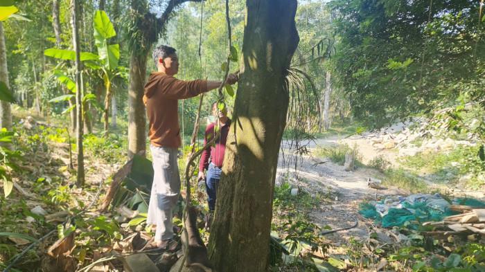 Anh Triệu Tiến Lộc bên cây dó bầu cổ có thể cho thu hoạch hàng trăm triệu trầm hương của gia đình