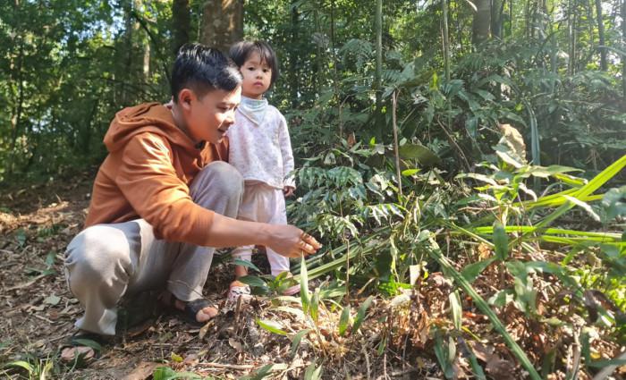 Ngày ngày, anh Triệu Tiến Lộc vẫn miệt mài đào, tỉa để trồng thêm những cây lim mới