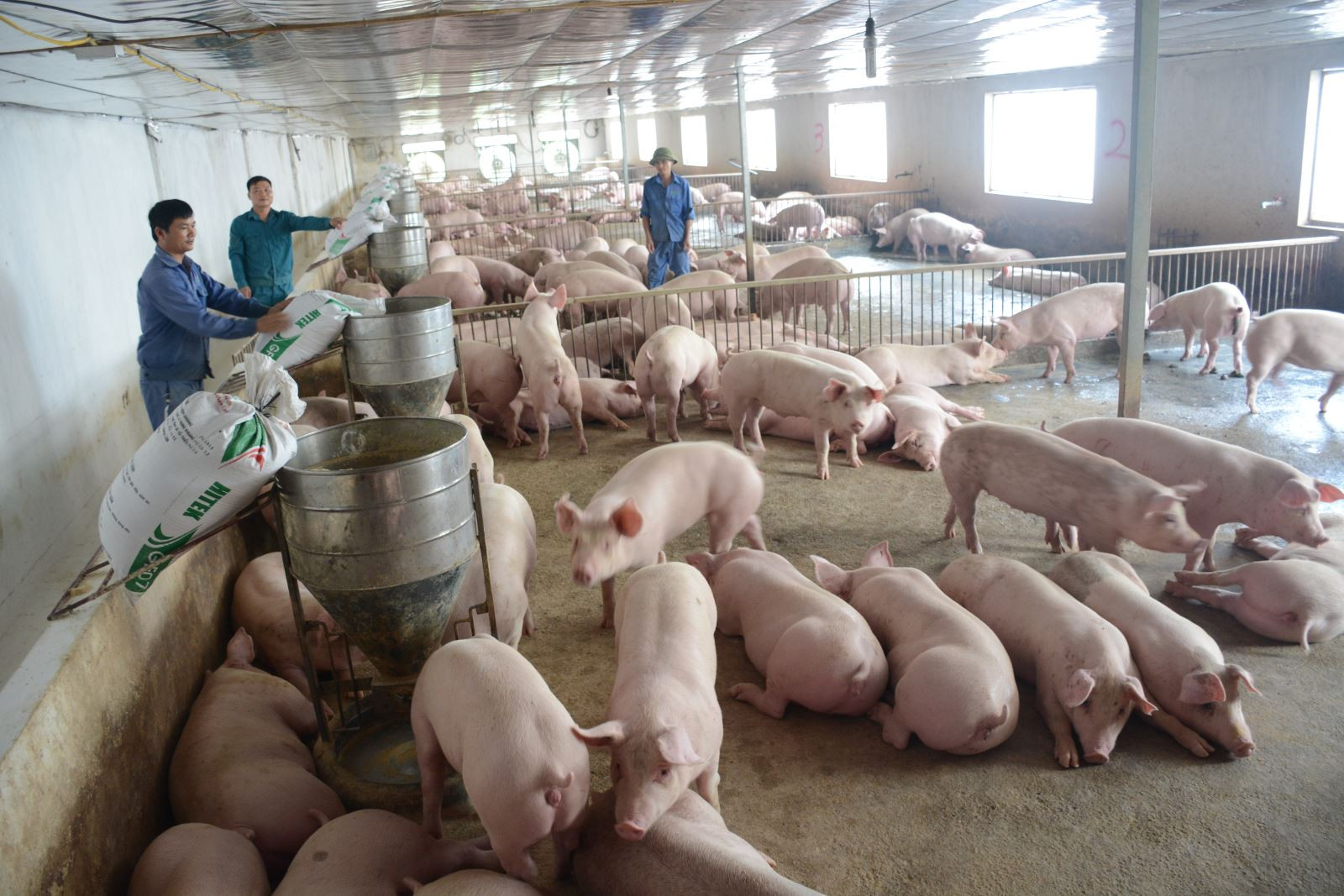 Mỗi con lợn xuất chuồng phải bán được ít nhất 60 nghìn đồng/kg người nuôi mới hoà vốn vì giá thức ăn chăn nuôi quá cao.