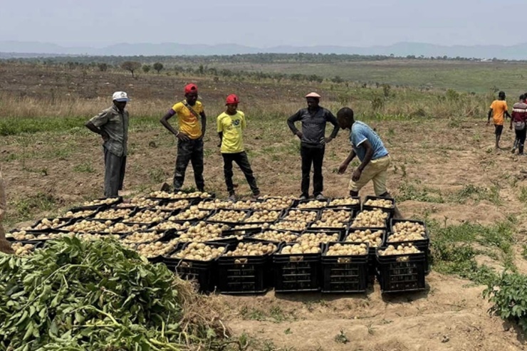 Khi thu hoạch được mẻ khoai tây đầu tiên,&nbsp;Quang Linh quyết định không bán mà dành toàn bộ 700kg&nbsp;để hỗ trợ người dân&nbsp;
