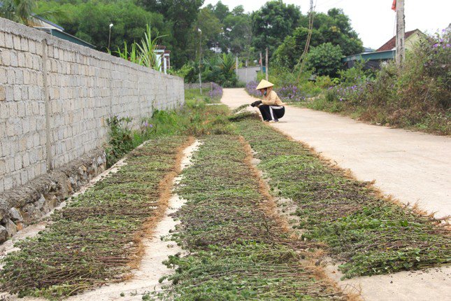 Trồng cây chịu hạn cho thu nhập cao gấp 3 lần cấy lúa - 10