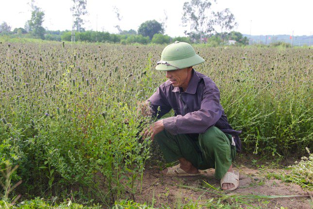 Trồng cây chịu hạn cho thu nhập cao gấp 3 lần cấy lúa - 3