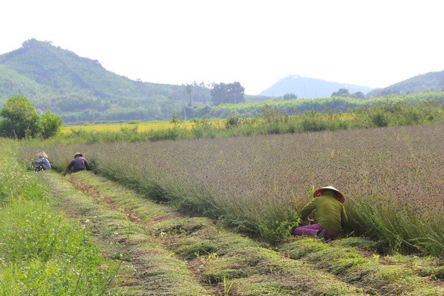 Trồng cây chịu hạn cho thu nhập cao gấp 3 lần cấy lúa - 5