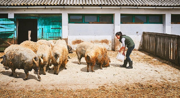 Hiện trên thị trường, thịt lợn Mangalica được bán với giá khoảng 30 USD/kg (khoảng hơn 600.000 đồng)
