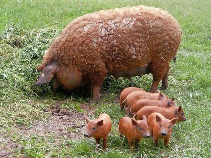 Mangalica được đánh giá cao nhờ hàm lượng chất béo dồi dào, dùng để sản xuất dầu ăn, mỹ phẩm, dầu nhờn công nghiệp...
