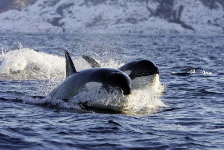 Vì sao cá voi sát thủ tấn công cá heo nhưng không ăn thịt?