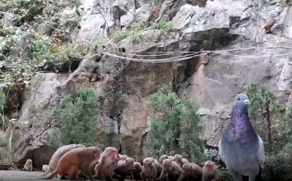 Về ngôi chùa cưu mang hàng trăm con khỉ sống trên dãy núi đá hùng vĩ - 14