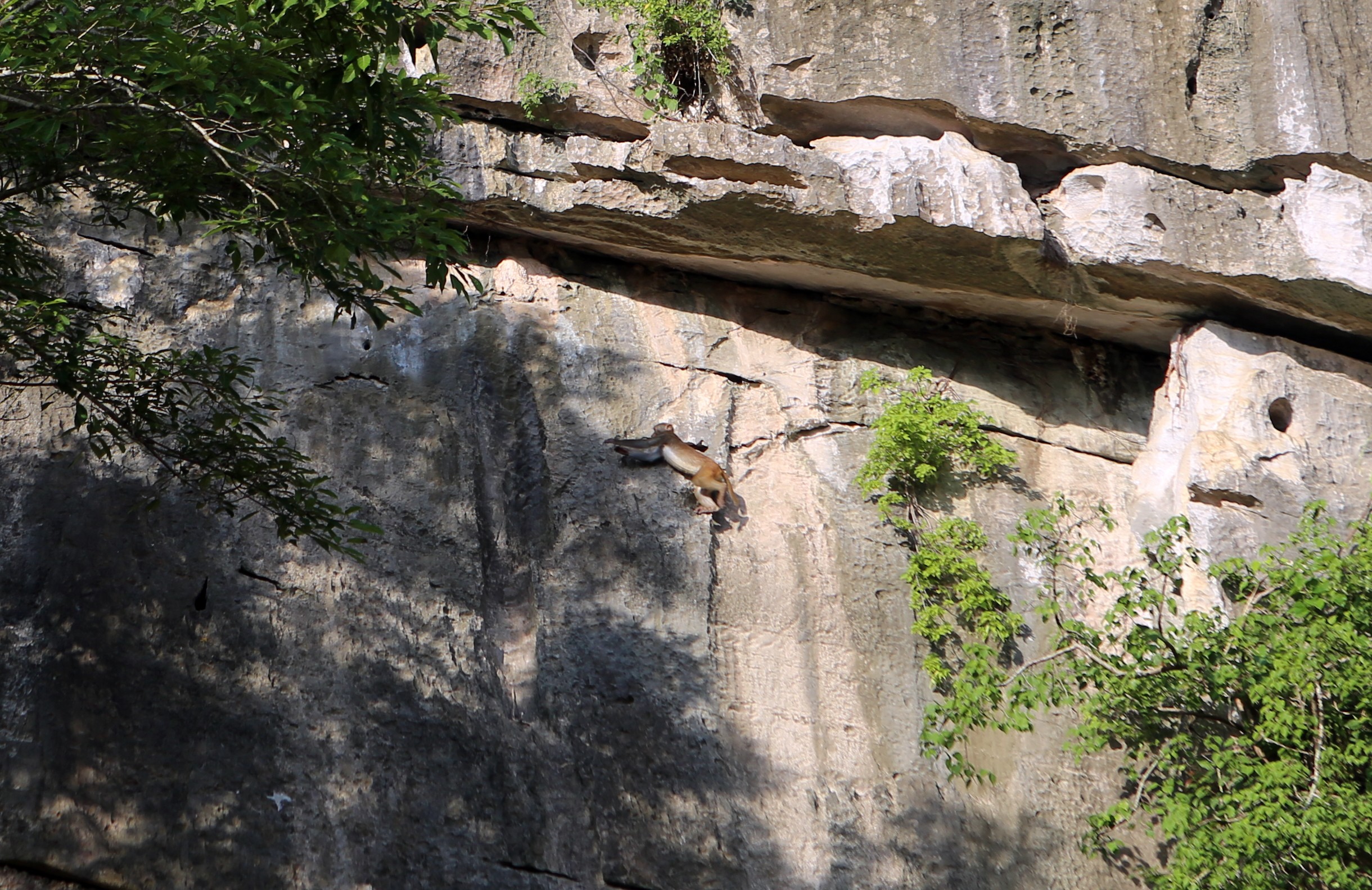 Về ngôi chùa cưu mang hàng trăm con khỉ sống trên dãy núi đá hùng vĩ - 5