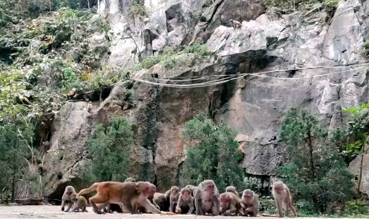 Về ngôi chùa cưu mang hàng trăm con khỉ sống trên dãy núi đá hùng vĩ - 6