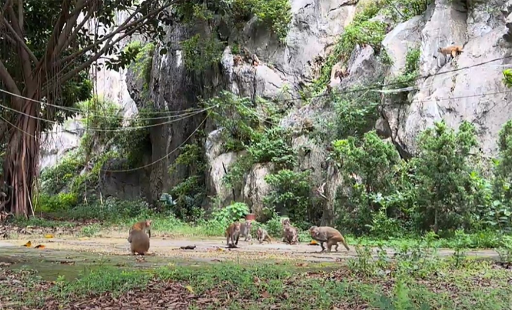 Tuy nhiên, theo thầy Hải, dù bầy khỉ đã gần với những người đến chùa nhưng khi bỏ ngô ở sân chùa hoặc đứng quá gần thì bầy khỉ sẽ không xuống.