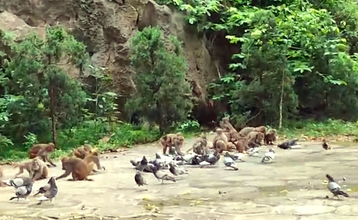 Để bầy khỉ xuống ăn, sau khi rải ngô, thầy Hải đi vào bên trong, nếu không có người thì bầy khỉ mới xuống ăn. Dù đói nhưng bầy khỉ luôn cảnh giác cao độ.