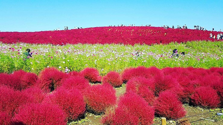 Thời gian đẹp nhất để ngắm đồi cỏ kochia thường là từ đầu tháng 10 đến giữa tháng 10, khi toàn bộ đồi Miharashi được nhuộm màu đỏ tươi.
