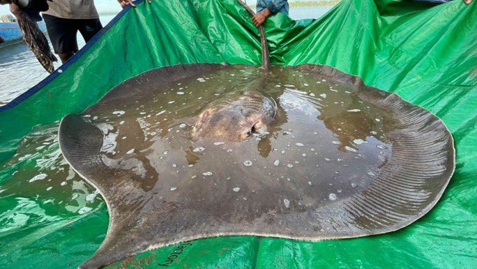Xác nhận bắt được cá nước ngọt lớn nhất thế giới trên sông Mê Kông - 1