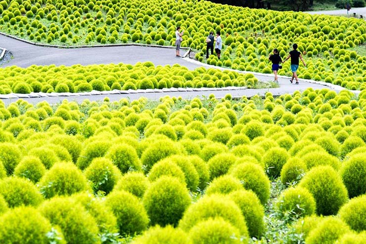 Kochia là một loài cây thuộc họ Amaranthaceae, có nguồn gốc ở miền nam châu Âu, nó có thể nở hoa trong vòng 1 năm sau khi gieo trồng.
