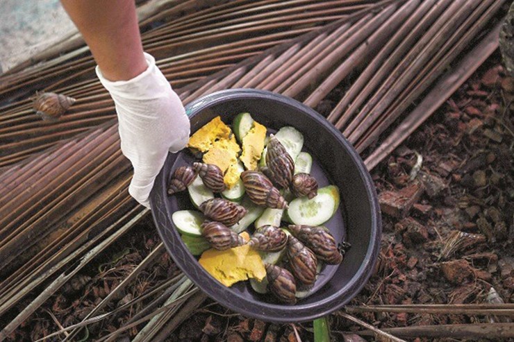 Ngoài ra, ở Thái Lan, Trung Quốc, người dân cũng đang đua nhau nuôi ốc sên làm kinh tế. Cứ với 1.000 con ốc sên, người dân có thể thu về được từ 7-15 triệu đồng/tháng.
