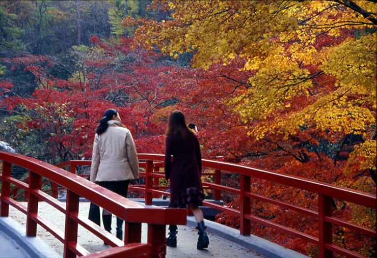 Bên trong công viên Yahiko,&nbsp;tỉnh Niigata có thác nước, suối chảy từ trên núi, đường hầm. Bạn có thể tận hưởng không khí mùa thu trong lành tại đây và chụp những bức ảnh tuyệt đẹp.
