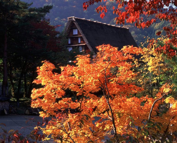 Gassho-zukuri ở tỉnh Gifu nổi tiếng với kiểu nhà mái tranh. Ngôi làng này được UNESCO công nhận là Di sản Thế giới. Cảnh tượng lá mùa thu ở nơi đây rất hoài niệm và yên bình.
