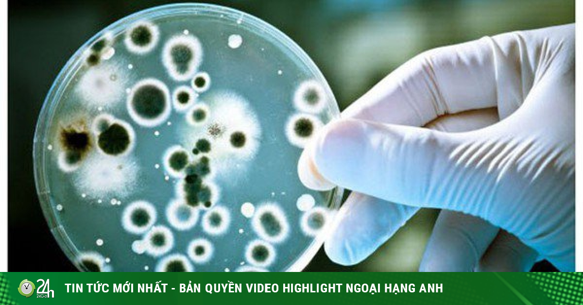 Chuyên gia chỉ rõ ăn bánh su kem nguy hiểm như thế nào nếu không được bảo quản đúng cách?