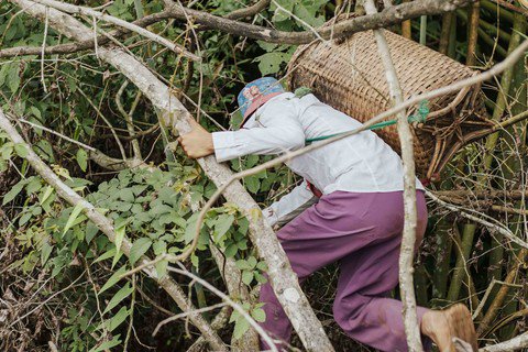 Người phụ nữ mang cơm tiếp tế cho "người rừng" (ảnh minh họa)