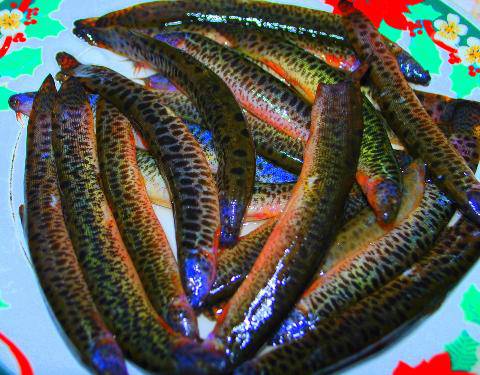 Loại cá được ví như &#39;thần dược&#39; của nam giới, được bán đầy ở chợ Việt nhưng tiếc là nhiều người sợ không dám ăn - 1