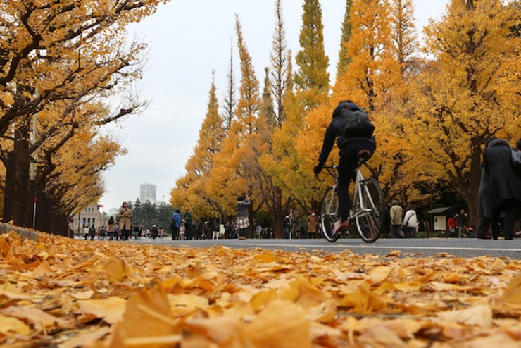 Khi bạn nghĩ đến những chiếc lá mùa thu ở Tokyo, hầu hết những người sống ở Tokyo đều nghĩ đến &#39;&#39;hàng cây bạch quả Jingu Gaien&#39;&#39;.&nbsp;Thật lãng mạn khi bước lên tấm thảm màu vàng và tản bộ qua những cây bạch quả này.
