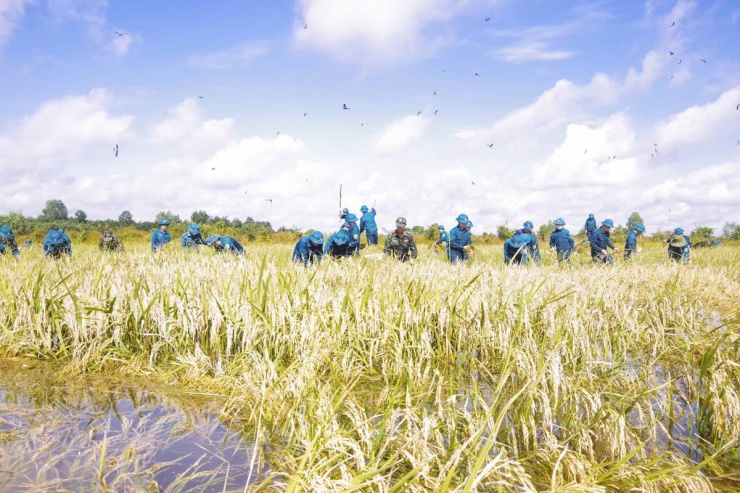 Long An: Chủ tịch UBND huyện ngâm mình giúp dân thu hoạch lúa bị ngập - 1