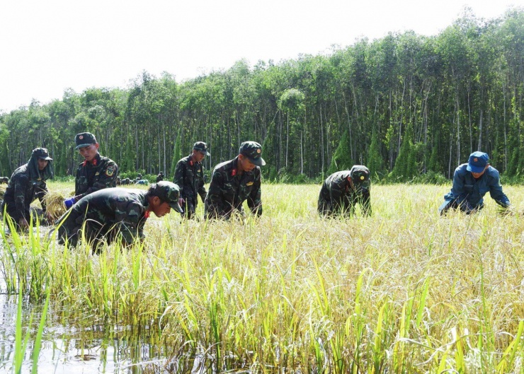 Long An: Chủ tịch UBND huyện ngâm mình giúp dân thu hoạch lúa bị ngập - 2