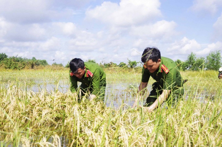 Long An: Chủ tịch UBND huyện ngâm mình giúp dân thu hoạch lúa bị ngập - 4