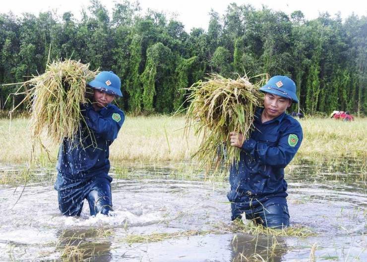 Long An: Chủ tịch UBND huyện ngâm mình giúp dân thu hoạch lúa bị ngập - 5