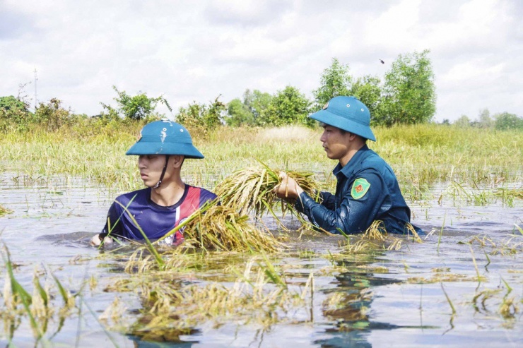 Long An: Chủ tịch UBND huyện ngâm mình giúp dân thu hoạch lúa bị ngập - 3