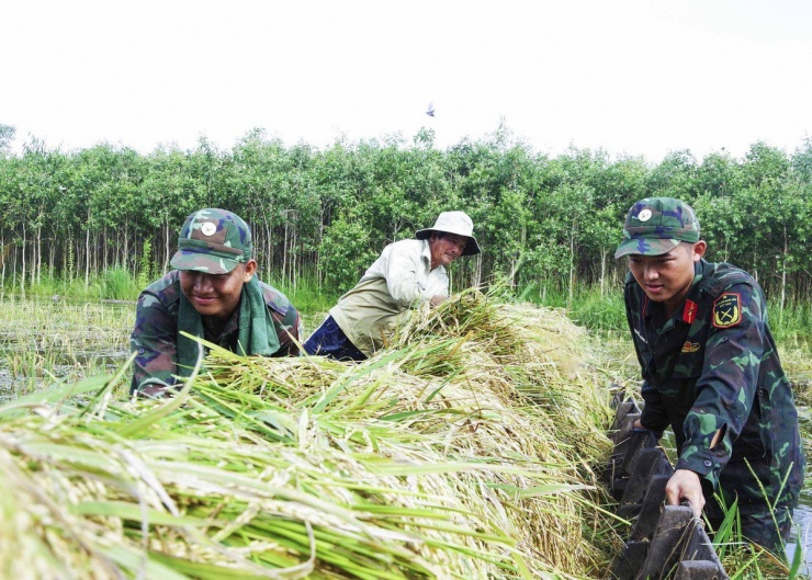 Long An: Chủ tịch UBND huyện ngâm mình giúp dân thu hoạch lúa bị ngập - 7