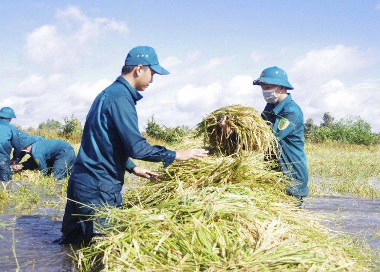 Long An: Chủ tịch UBND huyện ngâm mình giúp dân thu hoạch lúa bị ngập - 6