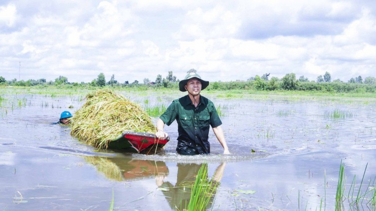 Long An: Chủ tịch UBND huyện ngâm mình giúp dân thu hoạch lúa bị ngập - 9