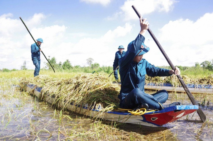 Long An: Chủ tịch UBND huyện ngâm mình giúp dân thu hoạch lúa bị ngập - 11