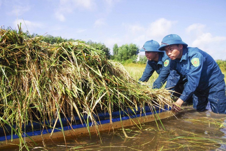 Long An: Chủ tịch UBND huyện ngâm mình giúp dân thu hoạch lúa bị ngập - 8