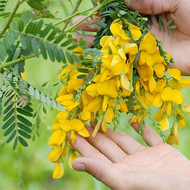 Hoa điên điển, loài hoa được ví như bài thuốc quý chế biến thành nhiều món ăn ngon, dễ làm, bảo sao người miền Tây hay mang ra đãi khách - 1