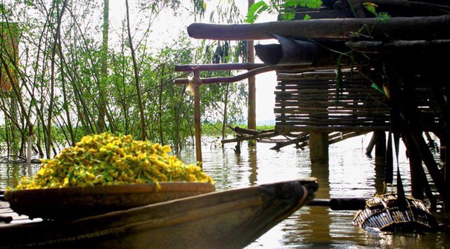 Hoa điên điển, loài hoa được ví như bài thuốc quý chế biến thành nhiều món ăn ngon, dễ làm, bảo sao người miền Tây hay mang ra đãi khách - 3