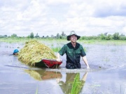 Tin tức trong ngày - Long An: Chủ tịch UBND huyện ngâm mình giúp dân thu hoạch lúa bị ngập